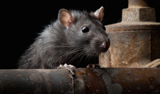 New RAT Targets Koreans And Is Skilled At Evading Detection